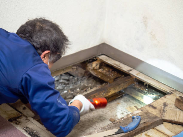 Best Residential Mold Removal  in Sidy, NE
