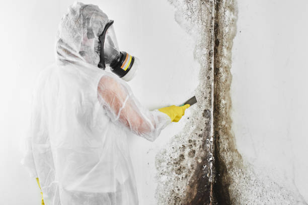 Best Certified Mold Removal  in Sidy, NE