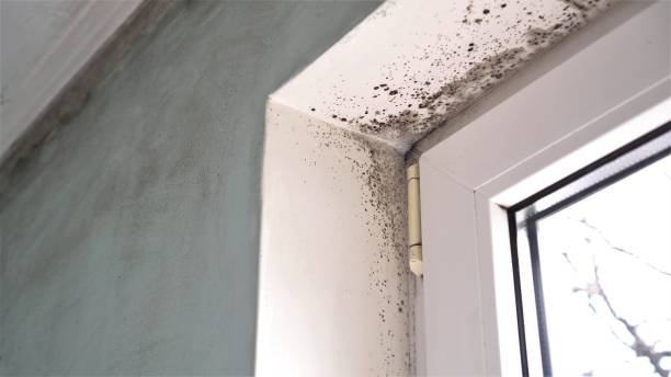 Best Commercial Mold Removal  in Sidy, NE