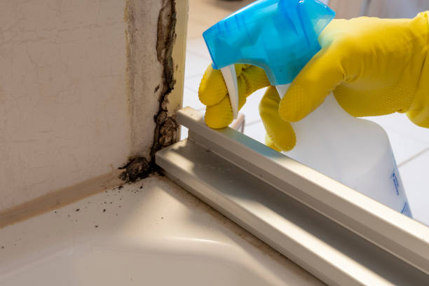 Best Mold Removal Near Me  in Sidy, NE