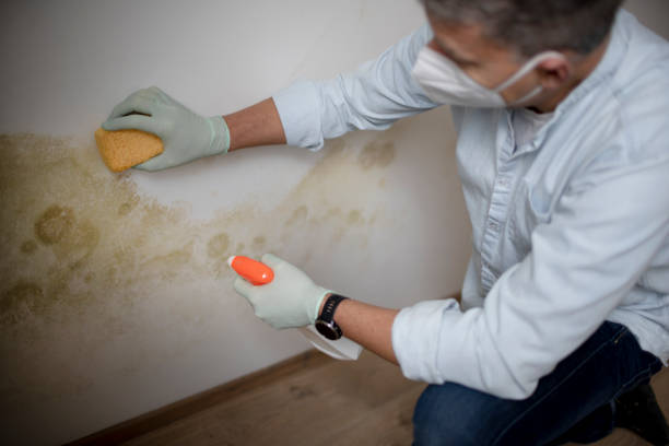 Best Mold Damage Repair  in Sidy, NE
