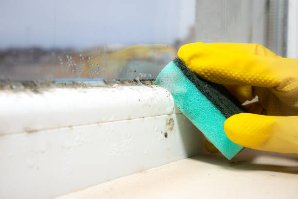 Mold Removal and Inspection in Sidney, NE