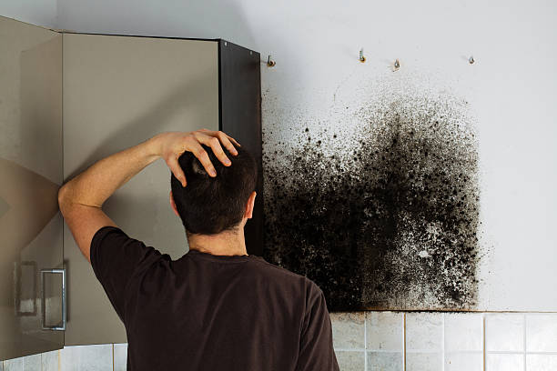 Best Fast Mold Removal  in Sidy, NE
