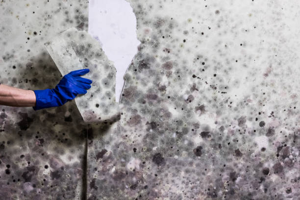 Reliable Sidney, NE Mold Removal Solutions