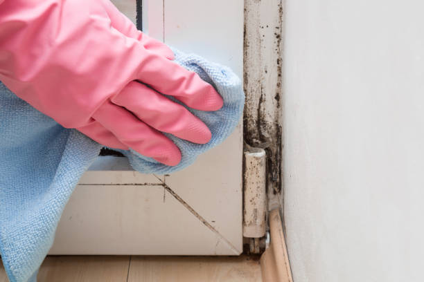 Best Attic Mold Removal  in Sidy, NE
